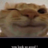 mossybrain