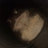 DarkFrog