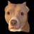 RoadDog