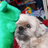 Shepisadog