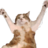 Cloovy