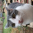 MadCatZ