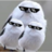 Tikwi