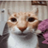 IMJaRDeX