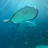 Stingray