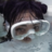 fishcoup