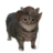ibralikescats
