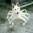 dog999