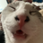 Squink