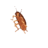 Surflux