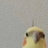 awfulbiscuits