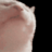 Pxtato