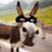 SuperDonkey21