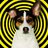 Hypnodog