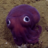 Googly Squid