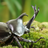 allomyrina
