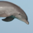 dolphinman