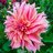 PinkLabyrinthDahlia
