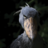 Beaked