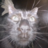 MrSpidercat