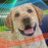 BigDog6