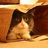 catinbag