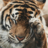 testaccount
