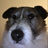 Maxpup1234