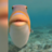 uziaustin
