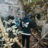 xcash