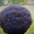 LILEL15