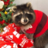 RaccoonInBush