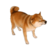 CooI