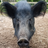 thehog
