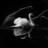 Duck1212